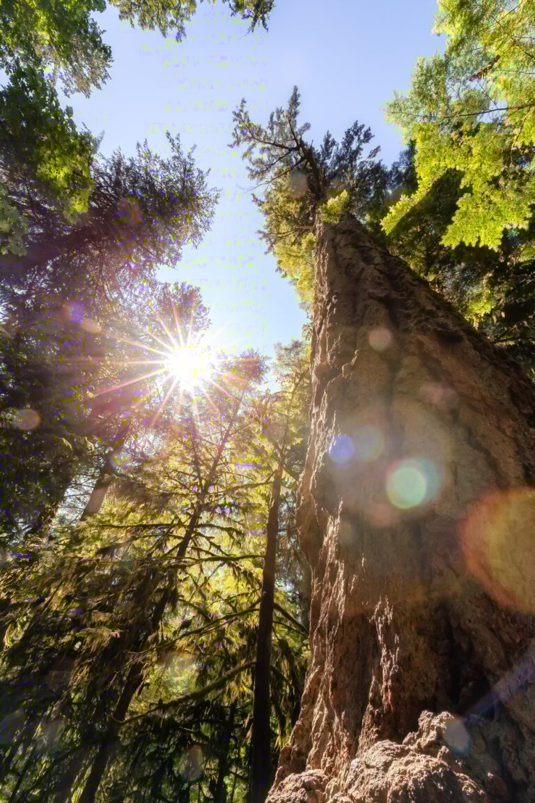 Lush Green Rain Forest in Pacific Northwest. MacMillan Provincial Park